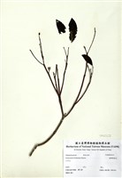 藏品(臺灣厚距花)的圖片